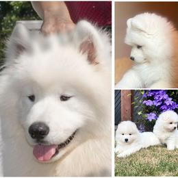 Samoyed puppies from White Cloud Samoyeds