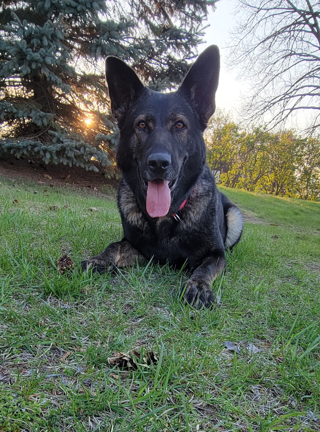 Bonny - German Shepherd