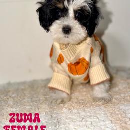 Zuma - Black female Australian Labradoodle puppy in Beecher, Illinois from Erica’s Doodles