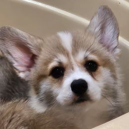 Pembroke Welsh Corgi Puppies from Kari's Pembroke Welsh Corgis