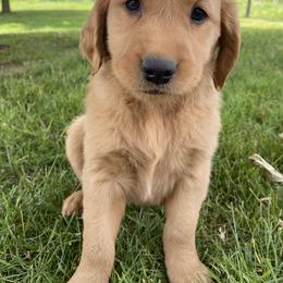Golden Retriever Puppies from Dixie Goldens