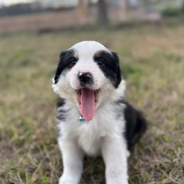 Ross ASDR - Black tri-color male Australian Shepherd puppy in Orlando, Florida from Skaky Shepherds