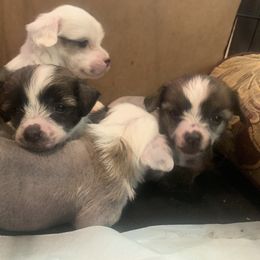 Chinese Crested Puppies from DeBahTrio Chinese Cresteds