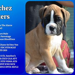 Blue Collar - Fawn male Boxer puppy in Spring, Texas from Sanchez Boxers