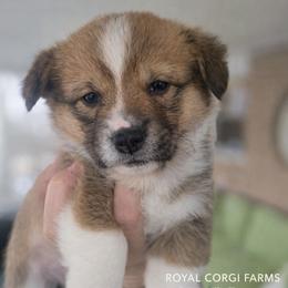 Astra - Red and white female American Corgi puppy in Centerville, Tennessee from Katerina's American Corgis