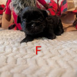 All black female - Black female Shih Tzu puppy in Poultney, Vermont from Morgan's Shih Tzus