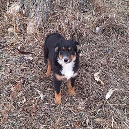 Ambrose - Black tri male Miniature Australian Shepherd puppy in Fairview, South Dakota from Dakota Toy Aussies