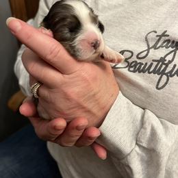 Dapper - Silver male Cockapoo puppy in Wellington, Kansas from Brian’s Puppies