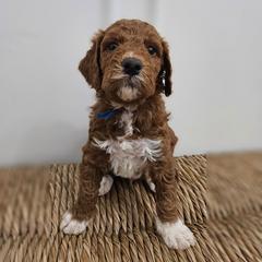 Mr Blue - Red male Labradoodle puppy in Payson, Utah from Utah County Labradoodles