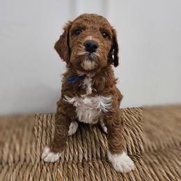 Mr Blue - Red male Labradoodle puppy in Payson, Utah from Utah County Labradoodles