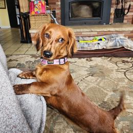 Willow - Dachshund