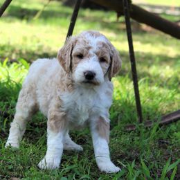 Milo - Merle male Goldendoodle puppy in Charleston, Arkansas from Lazy S Aussies