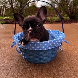 French Bulldog Puppies from De Los Angeles Breeding