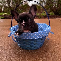 French Bulldog Puppies from De Los Angeles Breeding