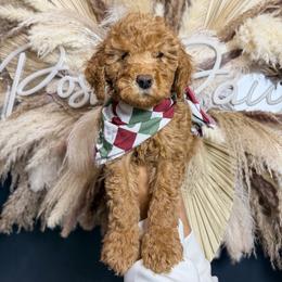 Rudolph - Red  male Goldendoodle puppy in Pearland, Texas from Posh Paws Puppies