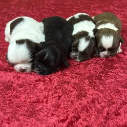Shih Tzu puppies from Lisa Bandy Shih Tzu