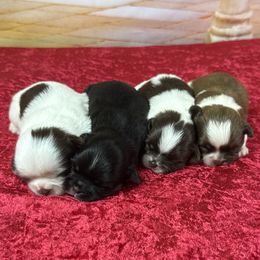 Shih Tzu puppies from Lisa Bandy Shih Tzu