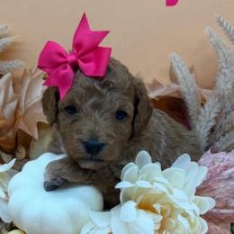 Jersey - Pink Collar - Apricot female Goldendoodle puppy in Cape Coral, Florida from Nay Nays Mini Doodles