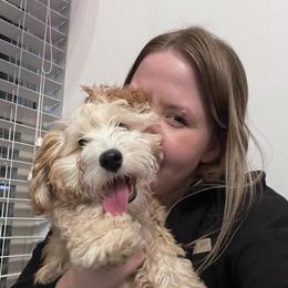 Havapoo Puppies from Havapoo Kennels