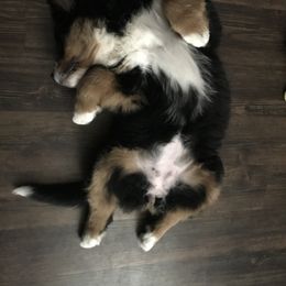 Bernese Mountain Dog Puppies from Carma Que’s Bernese Mountain Dogs