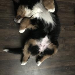 Bernese Mountain Dog Puppies from Carma Que’s Bernese Mountain Dogs
