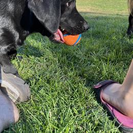 Labrador Retriever Puppies from Wings of Freedom Retrievers