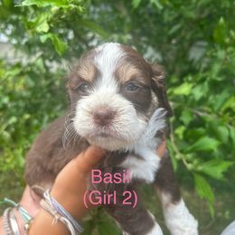 Basil - Chocolate female Goldendoodle puppy in Tiverton, Rhode Island from South Shore Goldendoodles