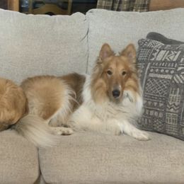 Collies from Pearl Ranch AKC Collies