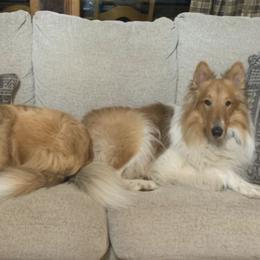 Collies from Pearl Ranch AKC Collies