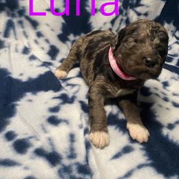 Luna - Tri-color female Bernedoodle puppy in Battle Creek, Michigan from T-Rose’s Bernedoodle & Pomsky Puppies