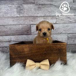 Wolf - Cream male Goldendoodle puppy in Utah County, Utah from Big Hearted Breeders