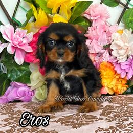 Eros - Black and tan male Cavalier King Charles Spaniel puppy in Hollywood, Florida from World Class Cavaliers