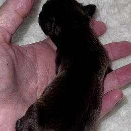 Boy 2 - male Miniature Schnauzer puppy in Silsbee, Texas from My Little Schnauzer Pals