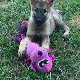 German Shepherd Puppies from Austin’s German Shepherd’s
