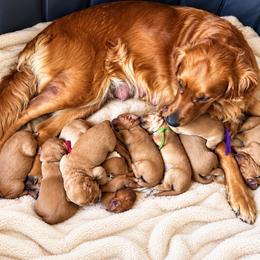 Female 4 - Dark golden female Golden Retriever puppy in Rainier, Washington from Hanson’s NW Goldens & Doodles