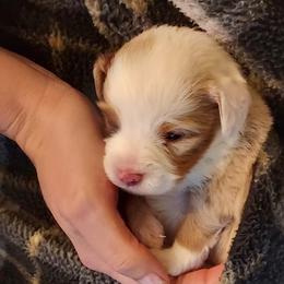 Dixie - Red merle female Miniature Australian Shepherd puppy in Mc Arthur, California from Kingscastle Ranch