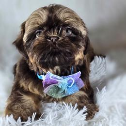 Brown Sugar - Sable female Shih Tzu puppy in Hialeah, Florida from Jolie glz