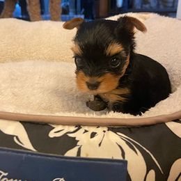 Yorkshire Terriers from Cindy's Yorkies