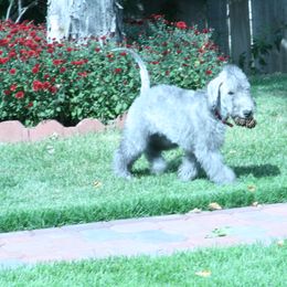 Bedlington Terrier Puppies from Elante Bedlingtons