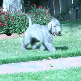 Bedlington Terrier Puppies from Elante Bedlingtons