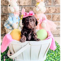 Jade - Brown female Bernedoodle puppy in Lake City, Florida from 224 Doodles and Poodles