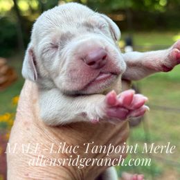 Lilac(AKC silver) Merle Tanpoint Boy - Merle male Great Dane puppy in Greenville, South Carolina from Allen’s Ridge Ranch