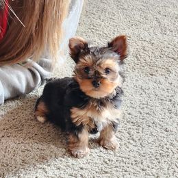 Lydia - Black and tan Yorkshire Terrier puppy in Junction City, Ohio from On The Edge Of A Dream Yorkies
