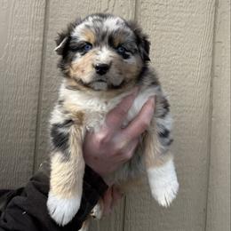 Fleece - Blue merle male Australian Shepherd puppy in Selah, Washington from Bear Creek Aussies