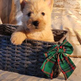 Scottish Terrier Puppies from Schulte's  Scottish Terriers