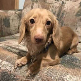 Rory - Dachshund