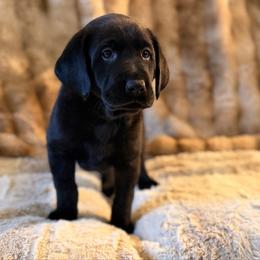 Ranger - Black male Labrador Retriever puppy in Sweet Home, Oregon from Knotty Creek Labradors