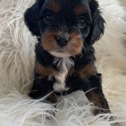 Cavapoo Puppies from Cavapoos R4 Cuddles