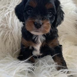 Cavapoo Puppies from Cavapoos R4 Cuddles