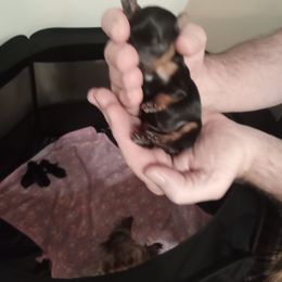 Yorkshire Terrier Puppies from Loving Laps (Yorkies raised right )
